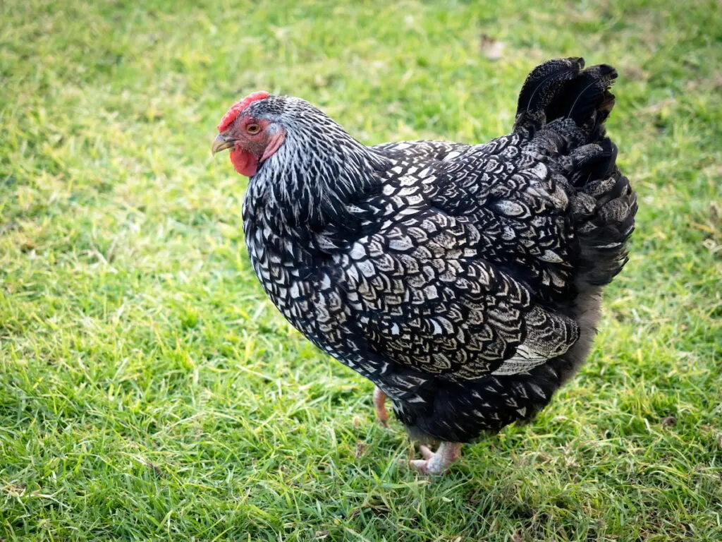 Wyandotte chicken free range in a green grass