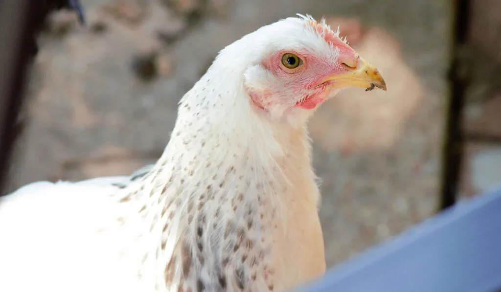 Young Delaware white young chicken in the coop