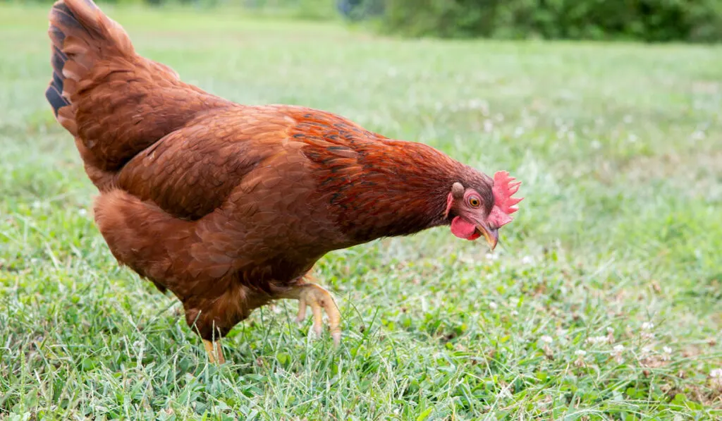 Young Rhode Island Red chicken foraging in the backyard