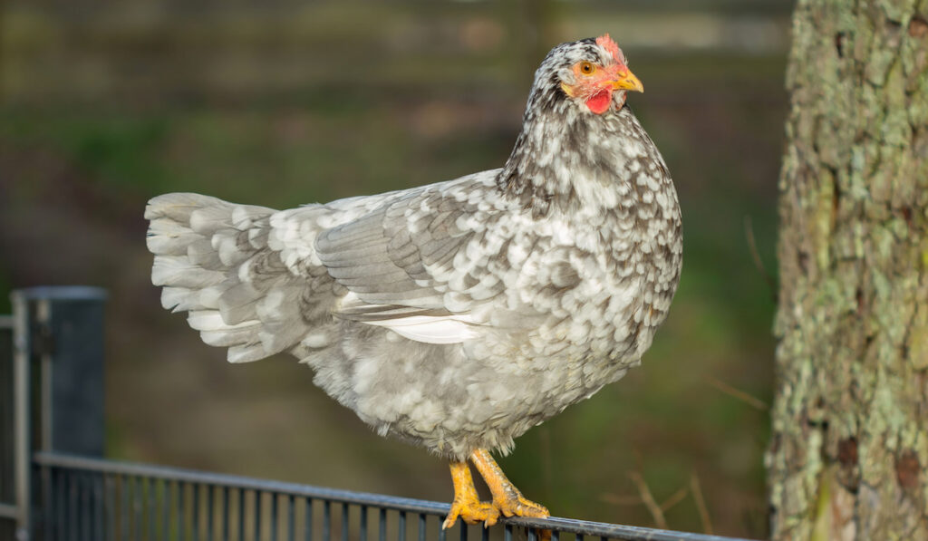 Young blue-white Swedish flower hen standing on a metal fence 