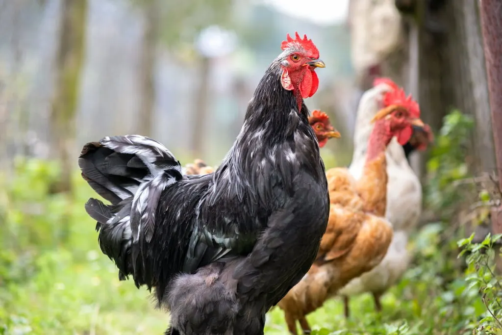 a black chicken as a lead chicken standing in the yard