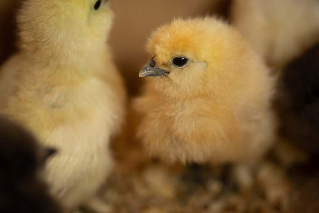 a silkie chick in a farm