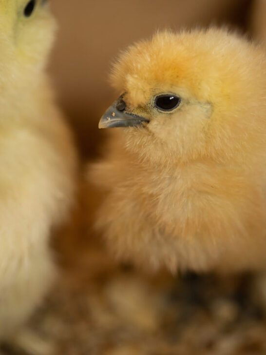 a silkie chick in a farm