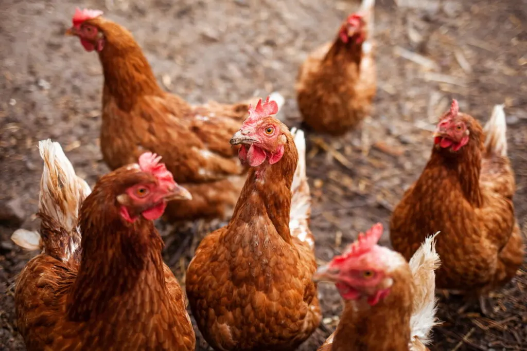 a small group of red chicken gathered to be trained 