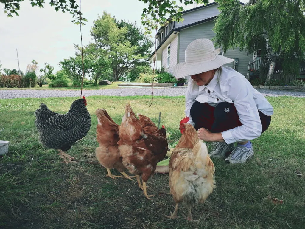 a woman in a white hat giving treats to the chickens after training