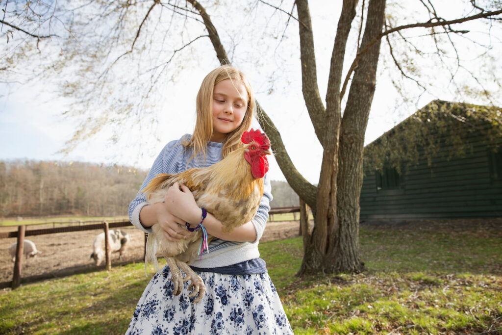 a young girl safely holding a chicken in a backyard 