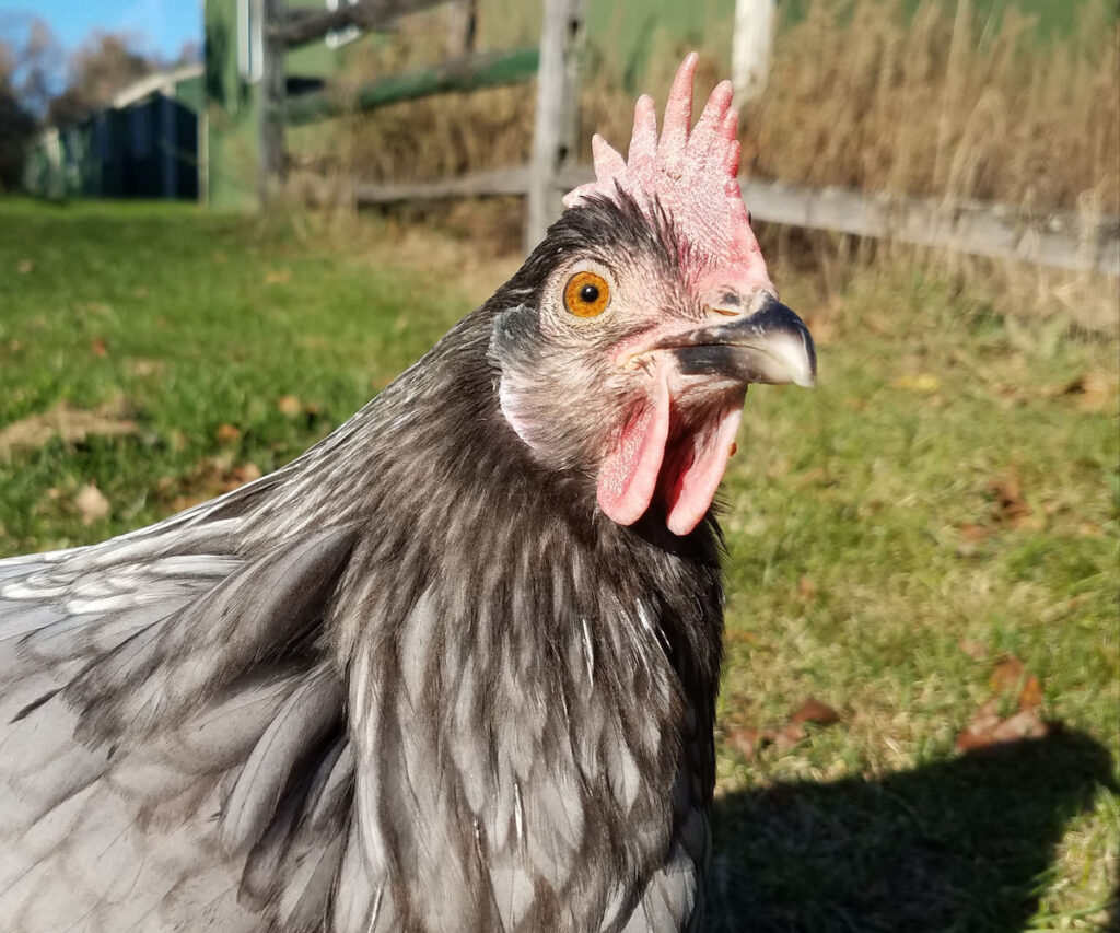 blue Andalusian hen looking at the camera on the farm