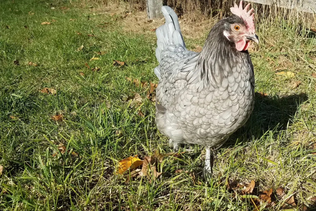 blue Andalusian hen walking beside the wooden fence on the farm