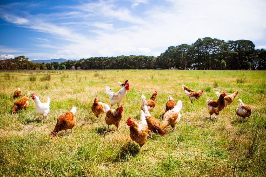 chickens scatterd in the field under a hot weather 