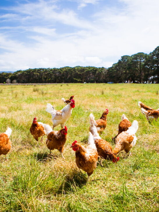 chickens scatterd in the field under a hot weather