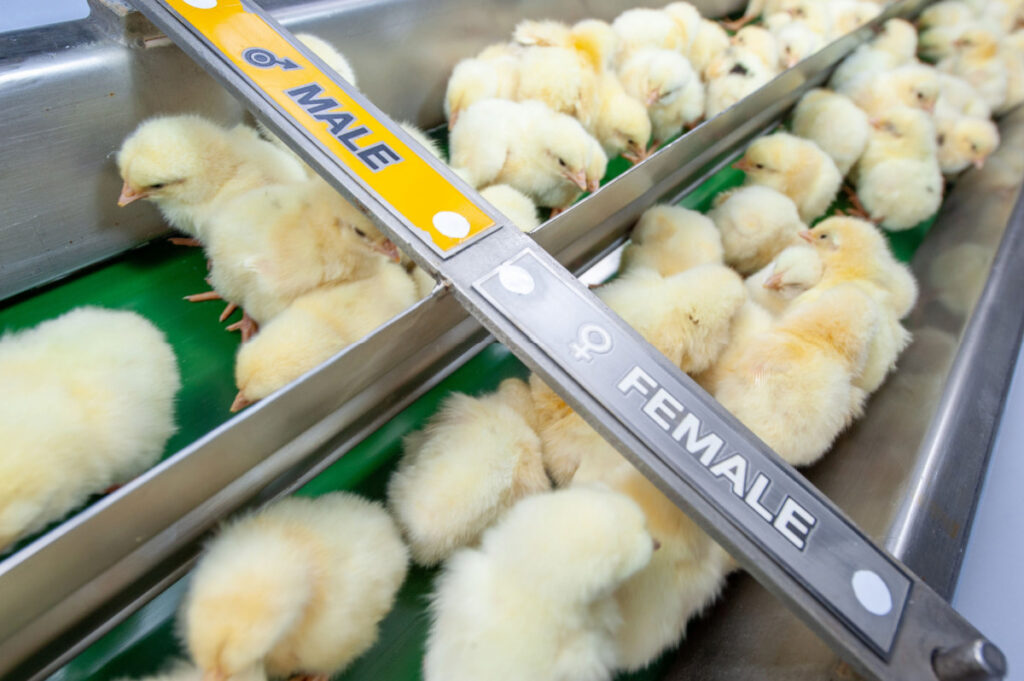 chicks segregated based on gender in a hatchery