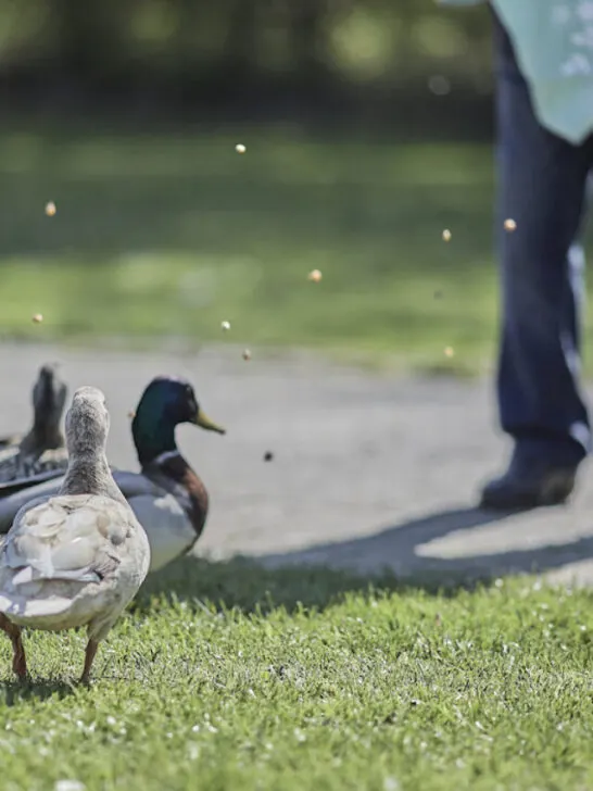 a man feeding ducks in the park