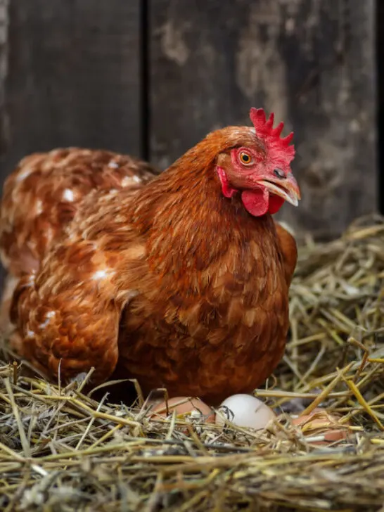 brown hen sits on the eggs in hay inside a wooden chicken coop - ss230412