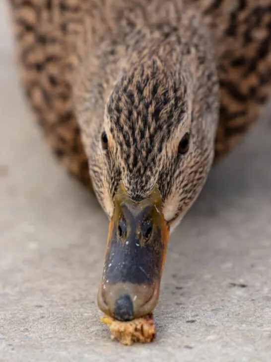female wild duck eating - ss230412