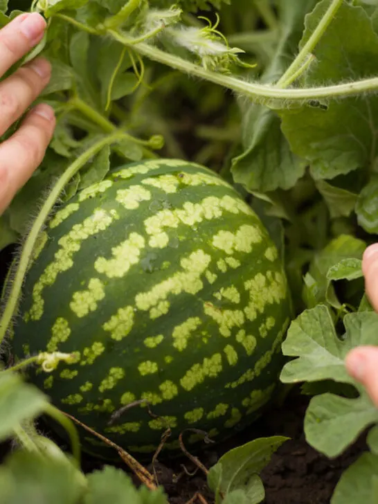 hand searching for a fresh watermelon