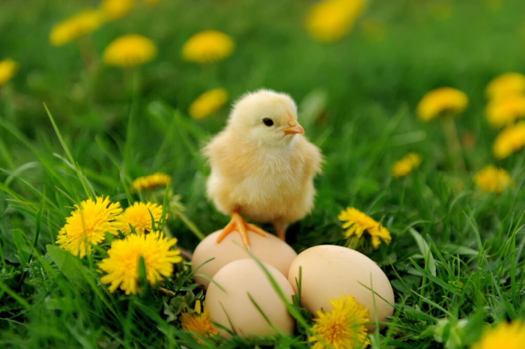 little chick on top of chicken egg in the field during summer 