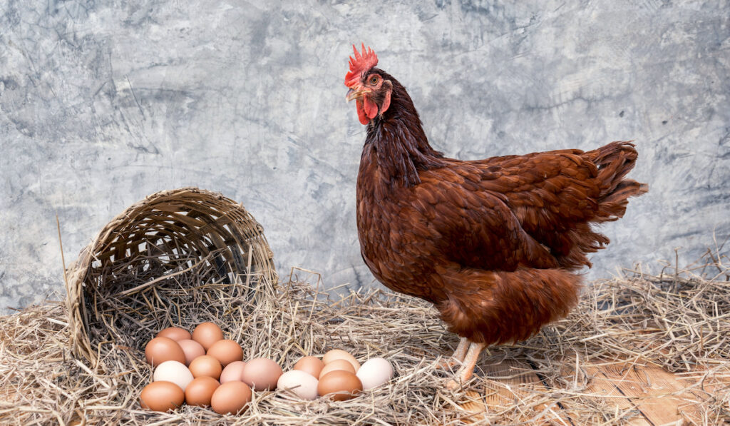 many organic eggs on a straw with basket basketry and hen Rhode Island Red on a wooden floor 