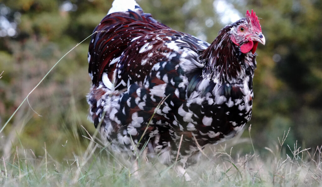 Sussex chicken hen in grass field 