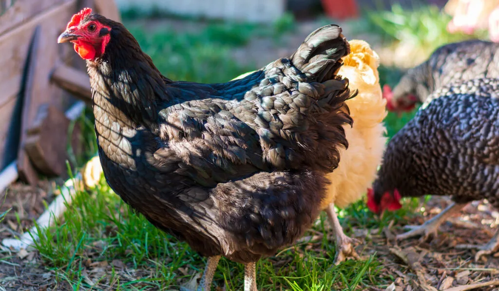 a Jersey Giant chicken in the garden with other chickens in the background 