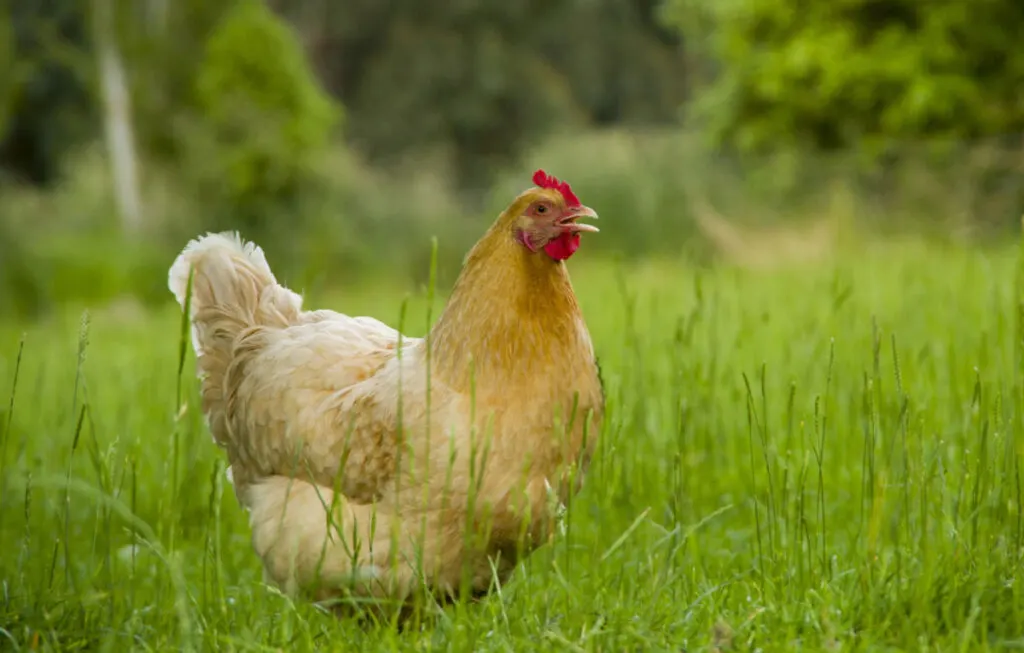 A cochin chicken wandering on a grassy field