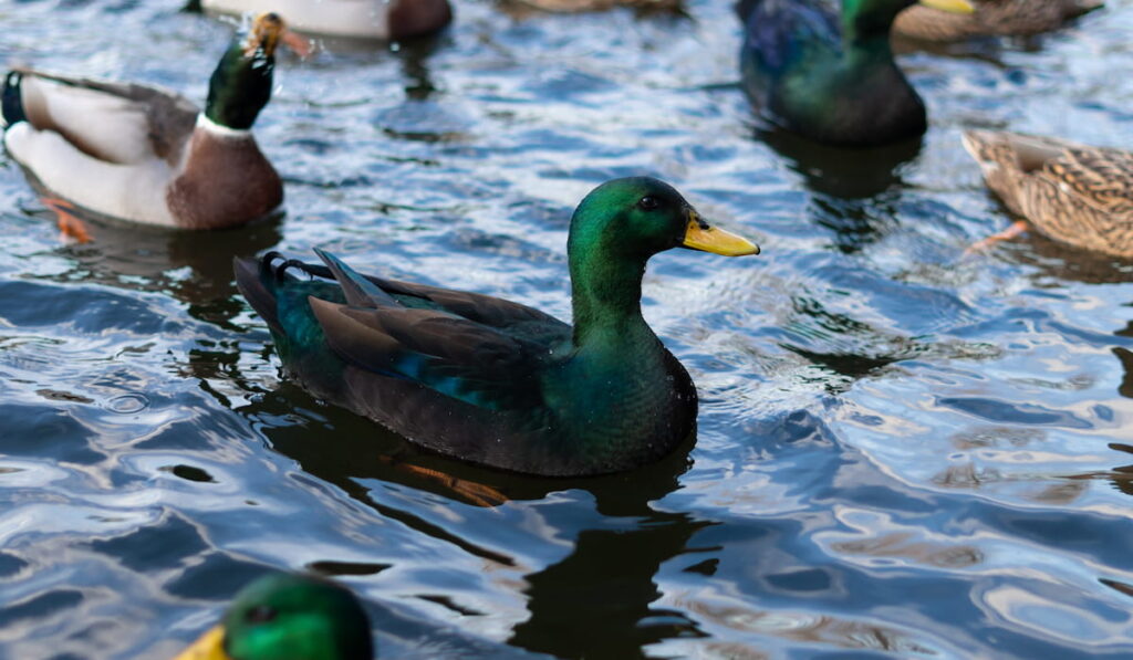 A green cayuga duck swims on the lake 