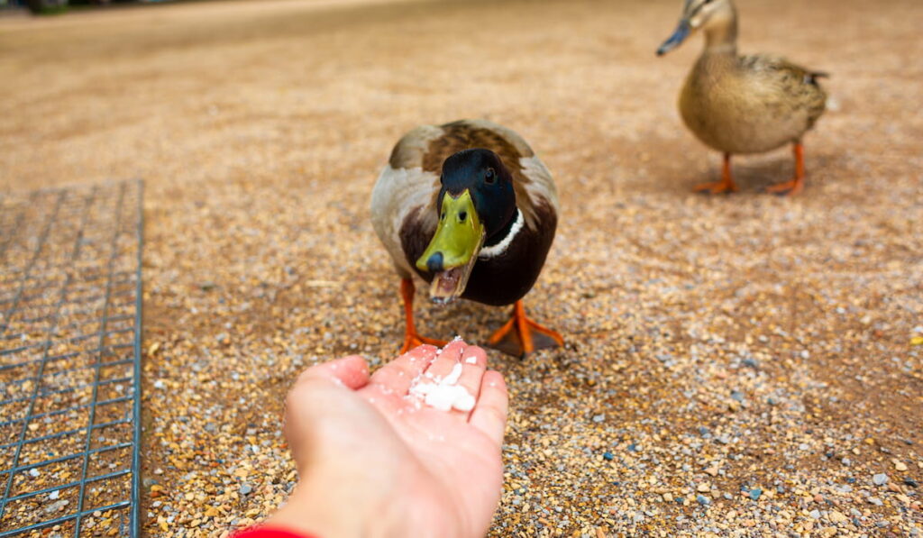 A man feeds a duck from his hands