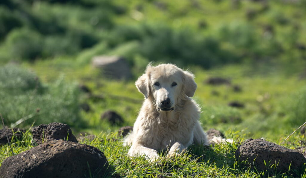 Adorable Akbash dog resting on grass with big rocks on the ground