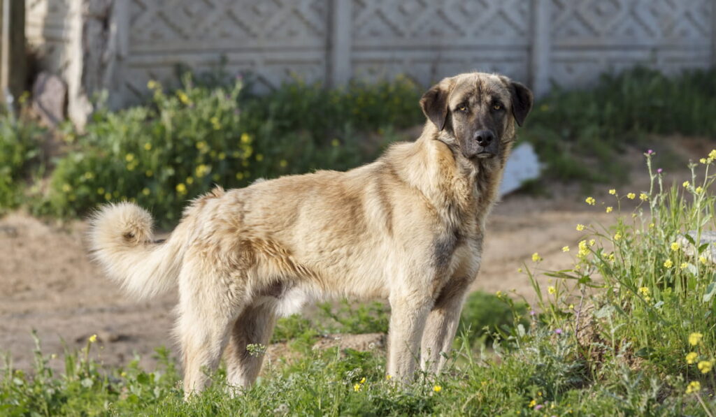 Anatolian Shepherd dog in the backyard