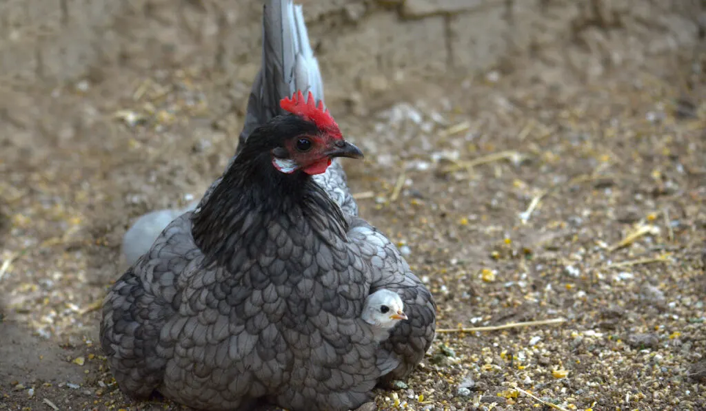 Andalusian Chicken mom protecting her Newborn chick chicken baby