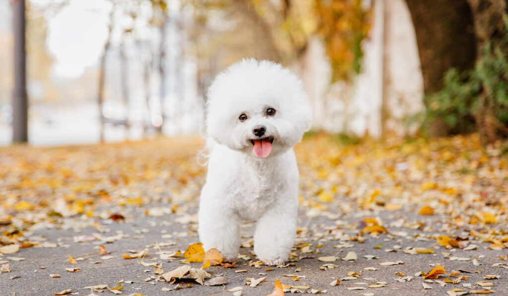Adorable white Bichon frise dog in the park 