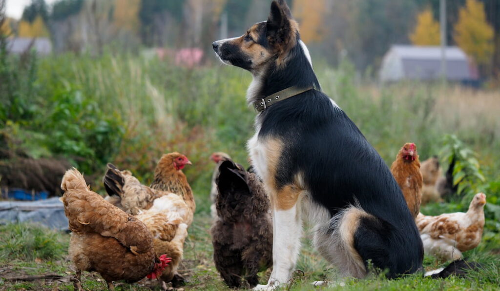 a black dog guarding chickens eating the yard 