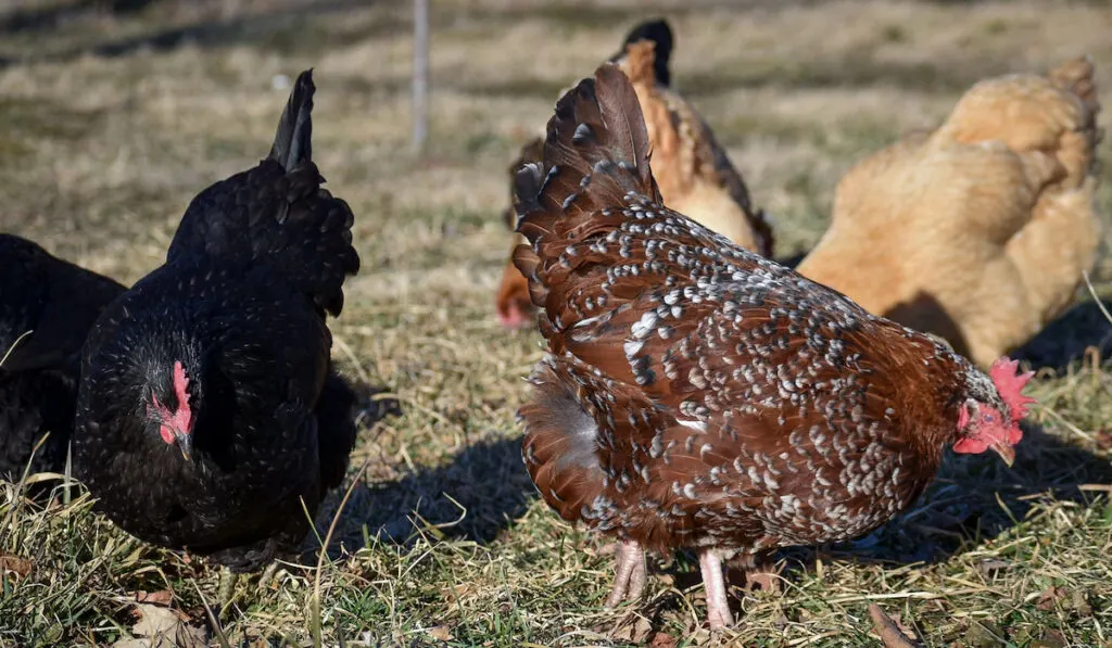 Black Australorp, Speckled Sussex, and Buff Orpington roam freely, pecking on the ground