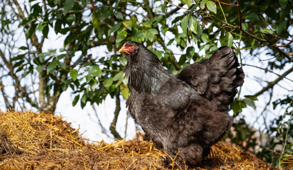 Black Brahma hen stands on straw, free range hen concept