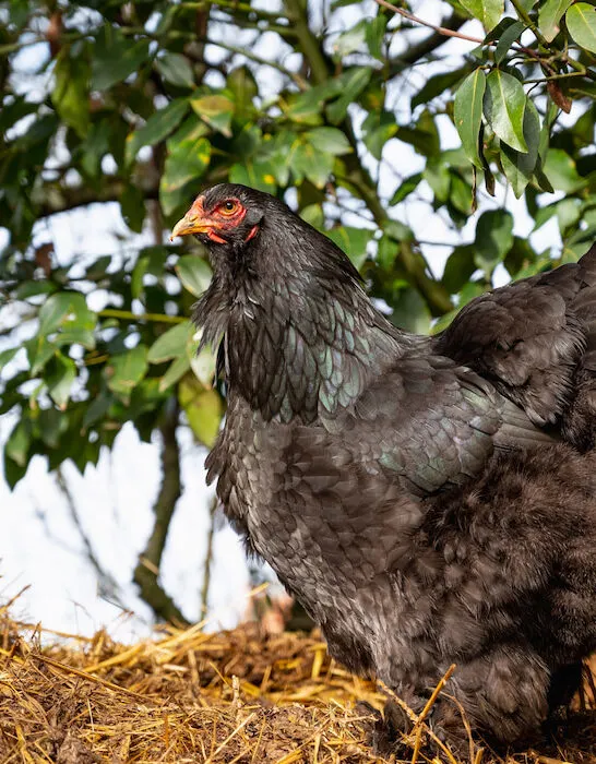 black brahma hen stands on a stack of straw