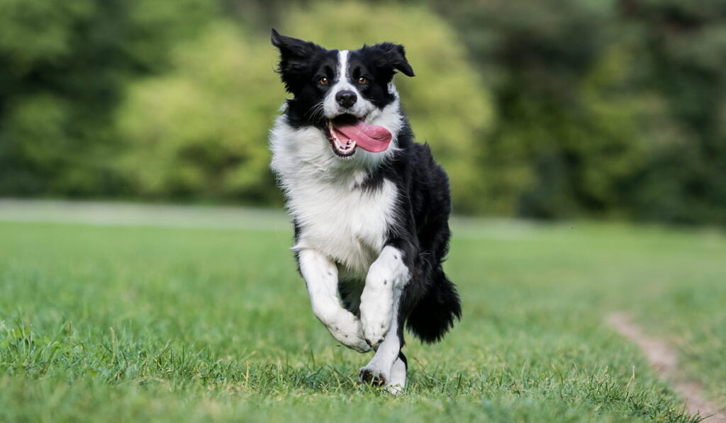 Black and white border collie happily running in the garden