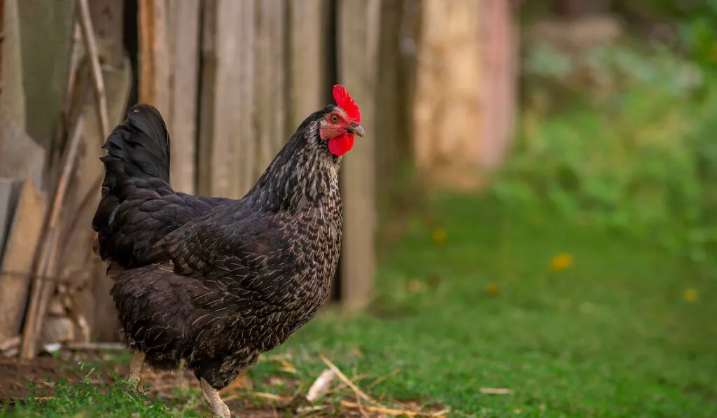 Black orpington chicken hen nibbling on green grass in the garden at the farm