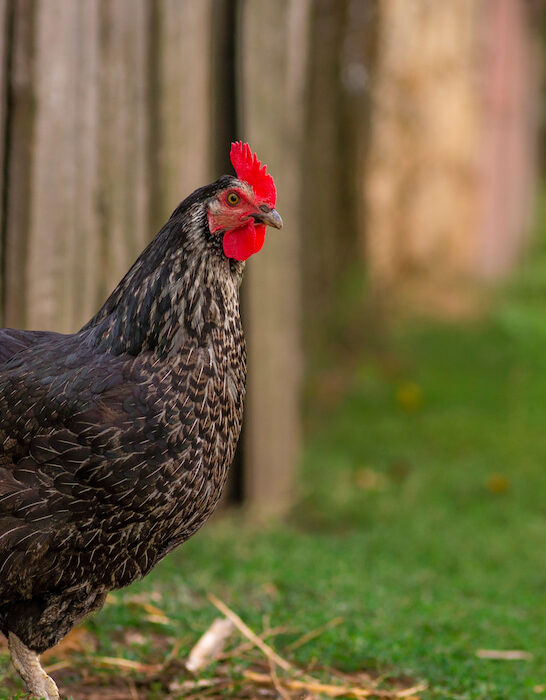 black orpington chicken roaming at the farm