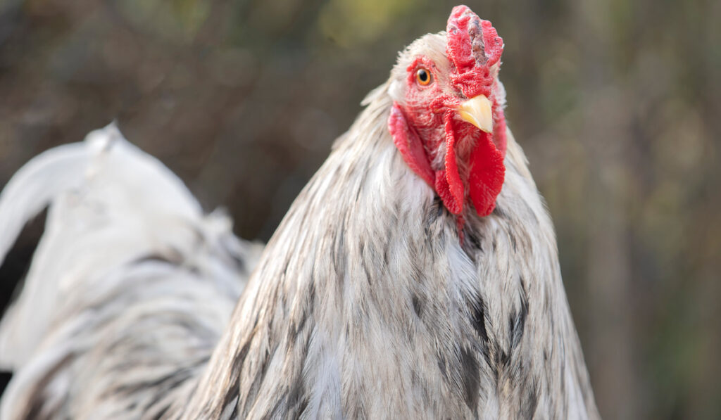 Brahma chicken in a garden in spring