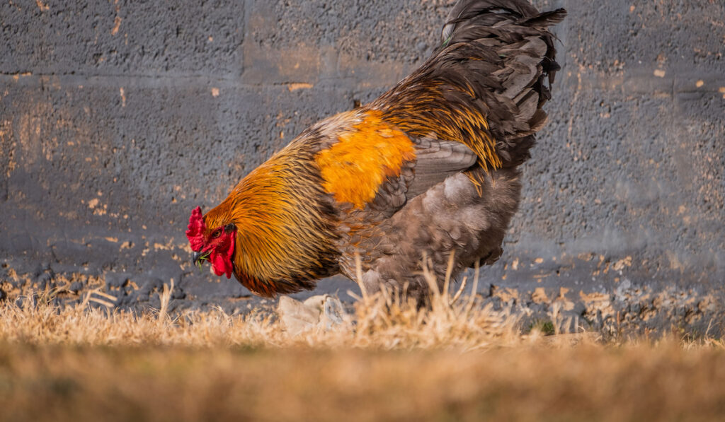Brahma chicken under sunlight standing on a dry grass against a gray wall