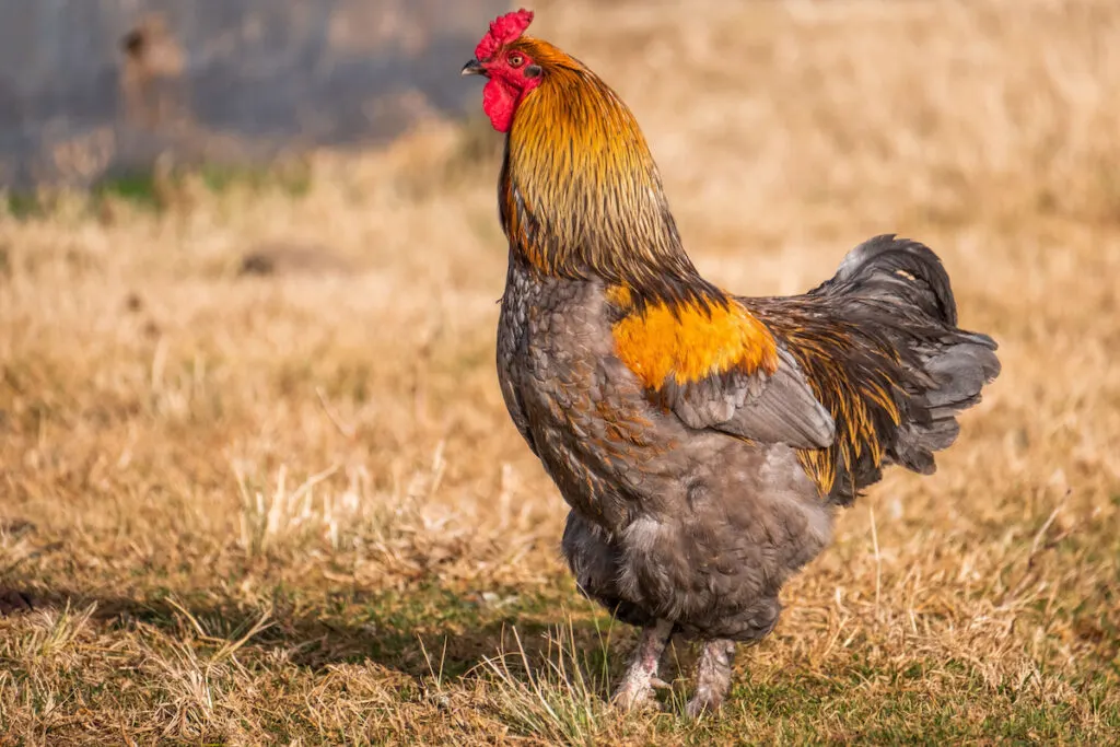 Brahma chicken under sunlight standing on a dry grass