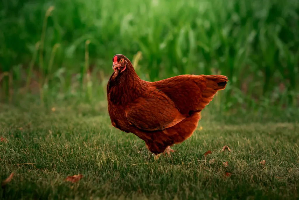 Buckeyes chicken standing on a green grass