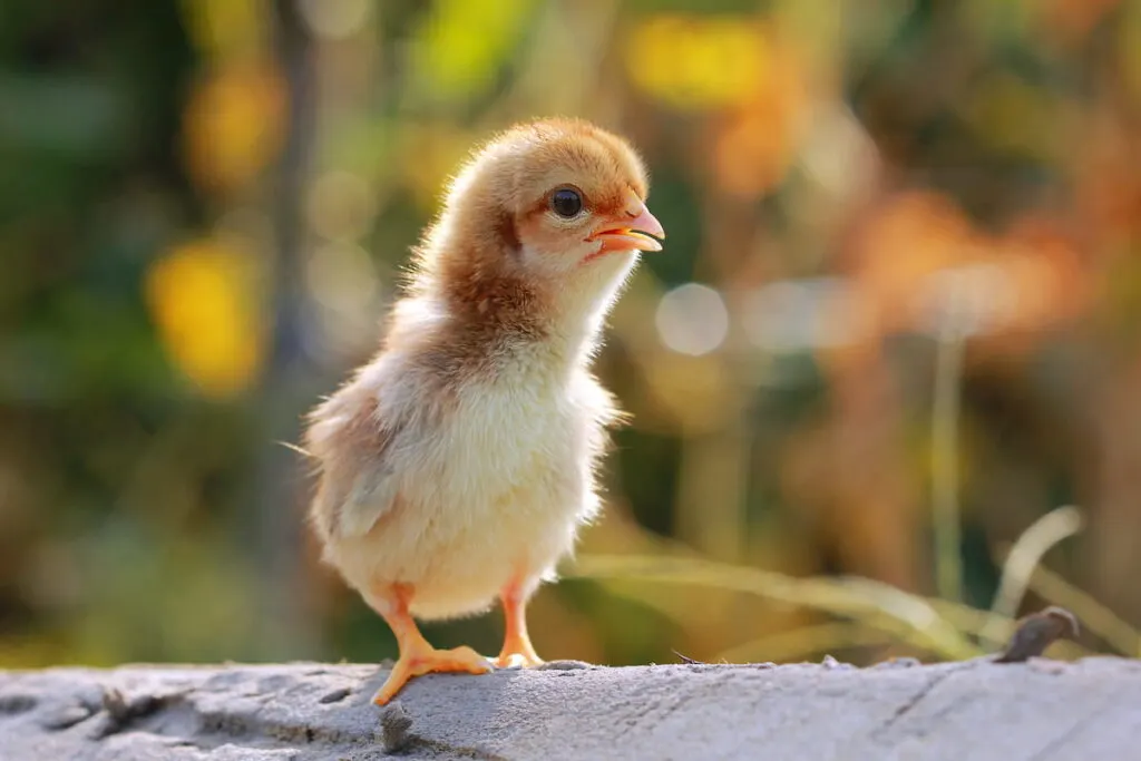 Buff Orpington baby chick