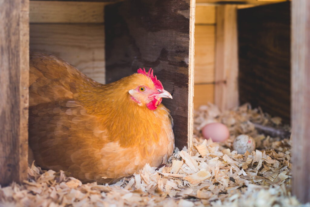 Buff Orpington chicken hen laying an egg