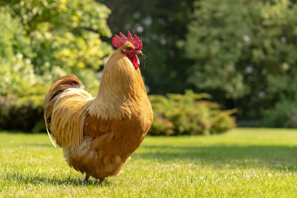 buff orpington enjoying roaming freely outside