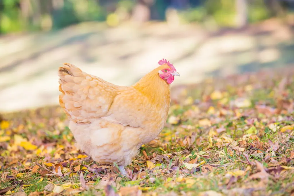 Buff orpington chicken in the garden