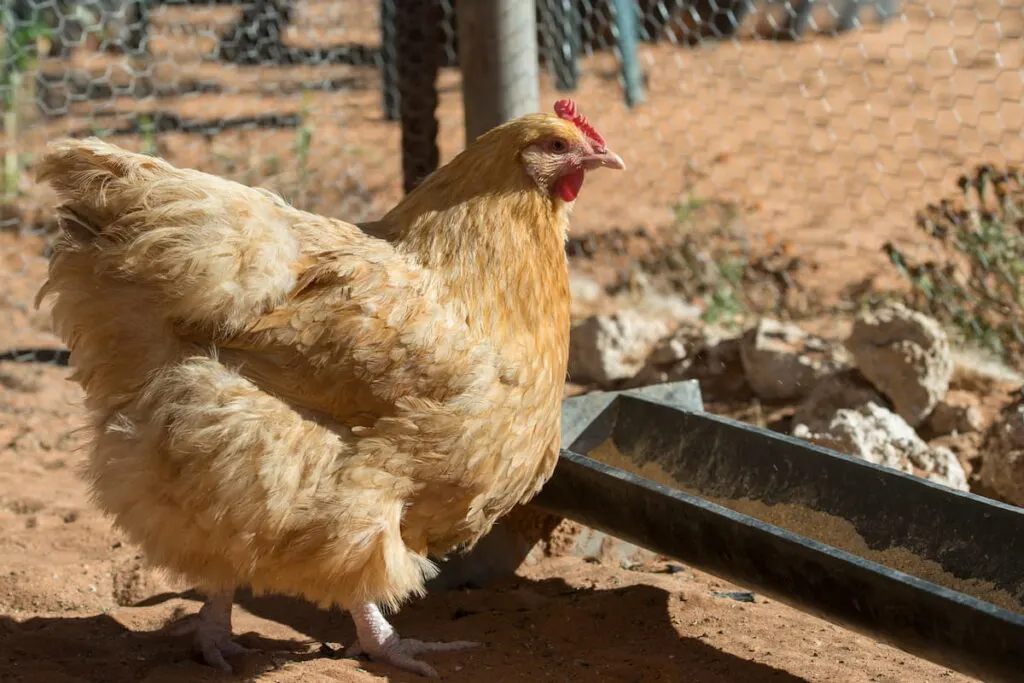 Buff orpington hen at feeding trough