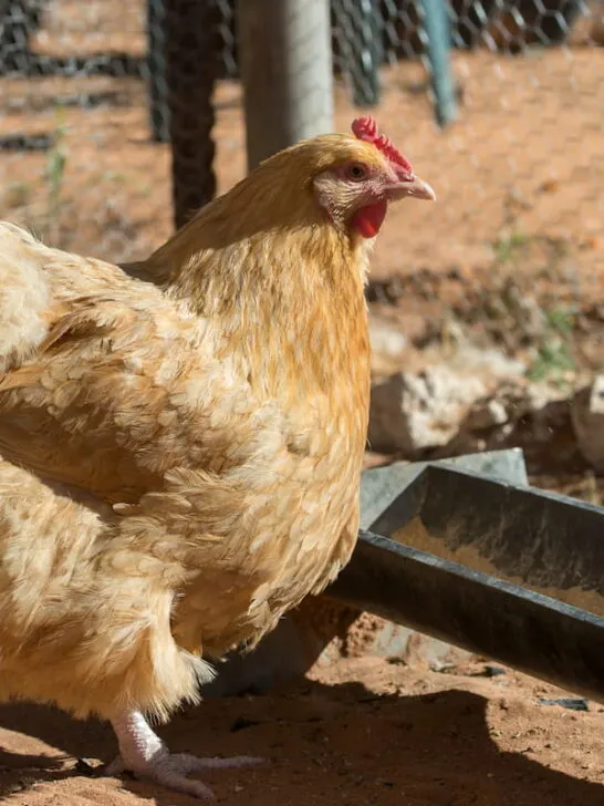 buff orpington hen at feeding trough