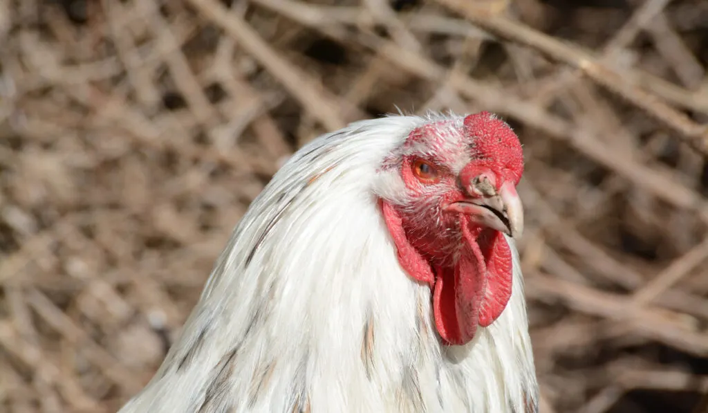 Chantecler Rooster focus on its face roaming in a farmyard