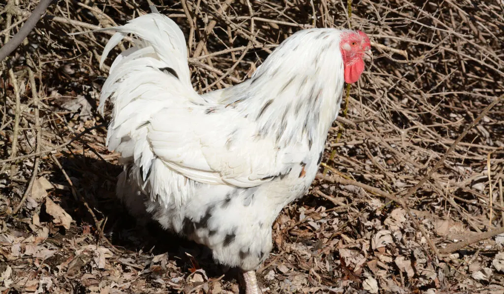 chantecler rooster roaming freely in a farmyard