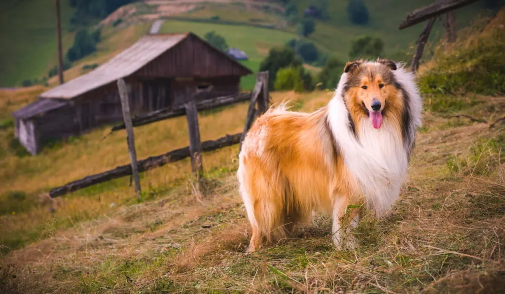 Beautiful Collie Dog standing near wooden fence in the farm